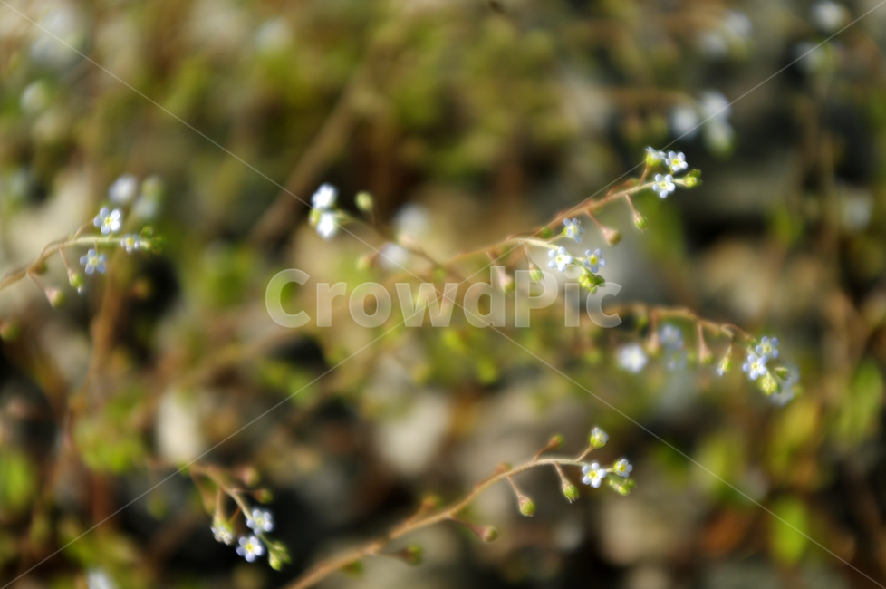 꽃,들꽃,flower,plant,식물,식물,자연,plants,nature