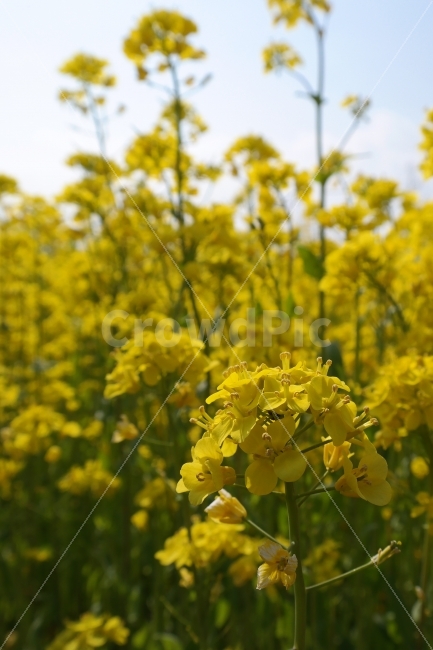 유채꽃,봄꽃,노랑,유채꽃축제,맑음,햇살,꽃밭,식물,자연,plants,nature,봄,계절,spring,season,꽃,flower