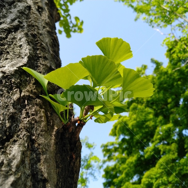 나무,treetrunk,나무줄기,잎,leaf,식물,plant,tree,은행나무잎,은행나무