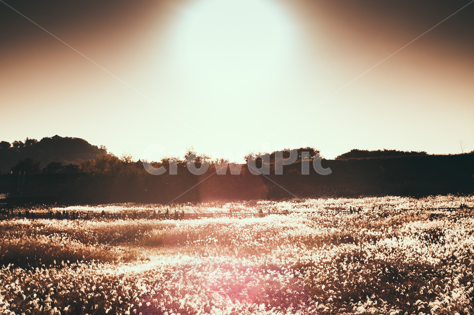 flare,플레어,light,빛,갈대,습지,자연,풍경,가을,계절,fall,autumn,season