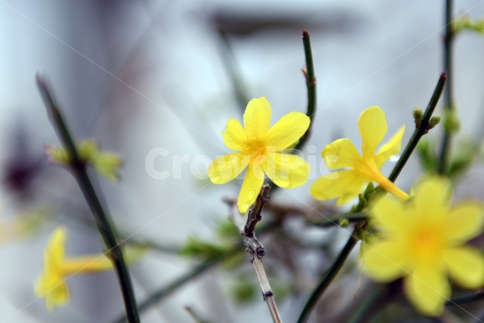 식물,꽃,감성사진,자연,flower,꽃사진,봄,봄꽃,계절,빗방울,비,감성,4월,spring,힐링,자연풍경,풍경,봄,계절,spring,season,식물,자연,plants,nature,꽃,flower,plant,blossom,geranium,제라늄