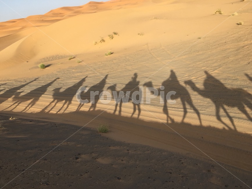 모로코,사막,낙타,자연,여행,그림자,동물,animal,포유류,mammal,실루엣,그림자,silhouette,shadow