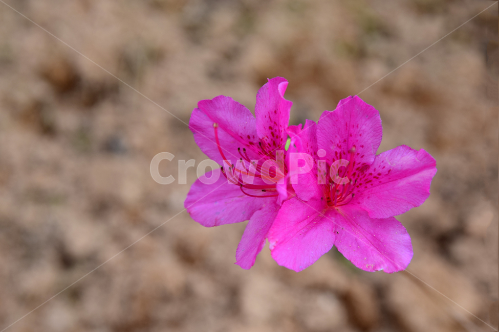 철쭉,진달래,꽃,빨간꽃,식물,자연,보라색,핑크,plant,nature,flower,네이처,플랜트,배경,화사한,식물,자연,plants,nature,꽃,flower