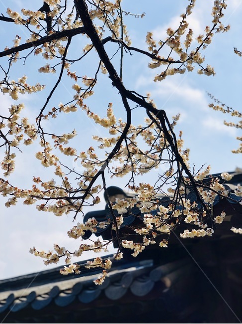 한옥,기와,매화,꽃,하늘,하얀꽃,봄,계절,spring,season,한국전통,한국문화,korean traditional,korean culture,plant,식물