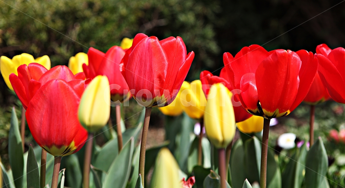 튤립,꽃,식물,자연,배경,공원,자유공원,식물,자연,plants,nature,꽃,flower