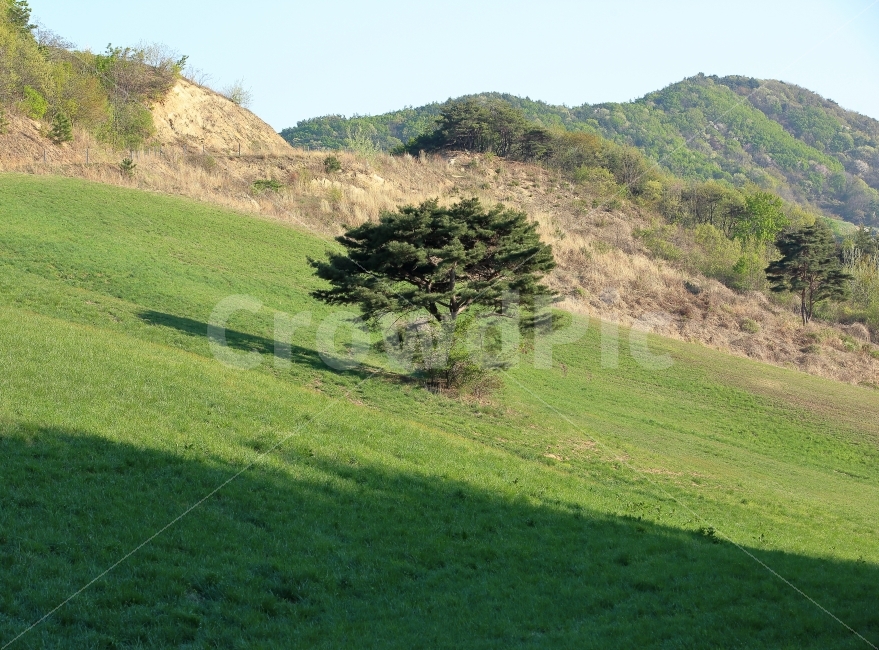 풍경,사진,이미지,왕따나무,색감,자연,풍경,nature,landscape,grassland,목초지,outdoors,옥외,field,들,grass,잔디,plant,식물