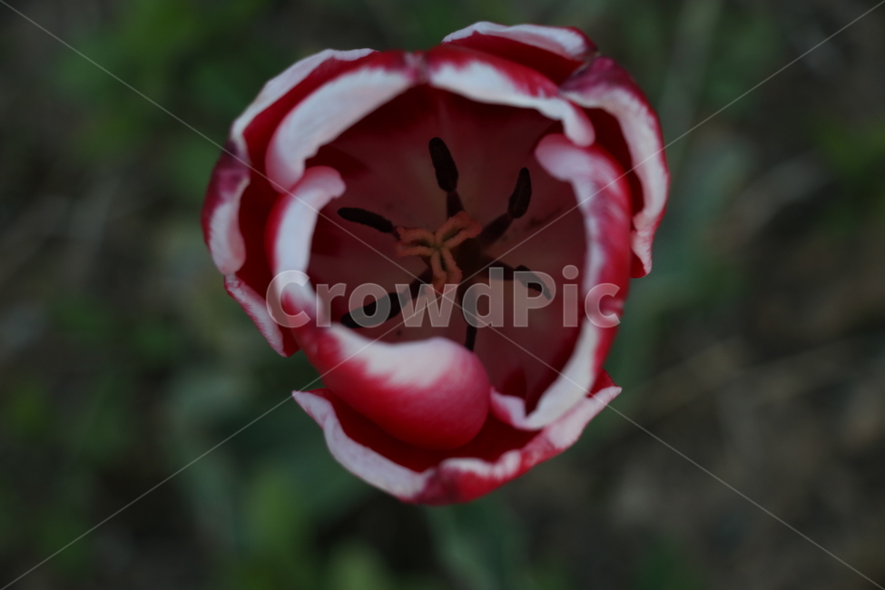 꽃,봄,튤립,tulip,spring