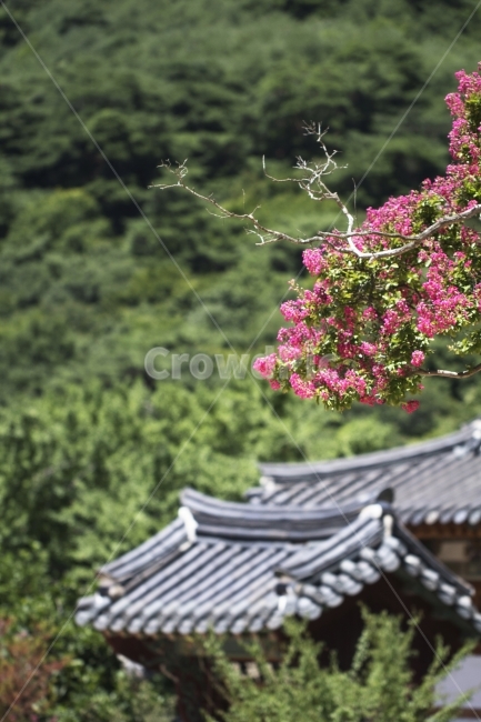 배롱나무,백일홍,목백일홍,한옥,전통가옥,사진,단독사진,디자인,소스,포토,사진자료,배경,배경사진,백그라운드,한국,동양,아시아,전통,풍경,자연,환경,실외,낮,아침,식물,꽃,봉오리,꽃봉오리,잎,꽃잎,꽃나무,6월,7월,여름꽃,아웃포커스,접사,근접,여름,녹색,야외,핑크,분홍,빨강,빨간색,지붕,한국전통,한국문화,korean traditional,korean culture,식물,자연,plants,nature,꽃,flower