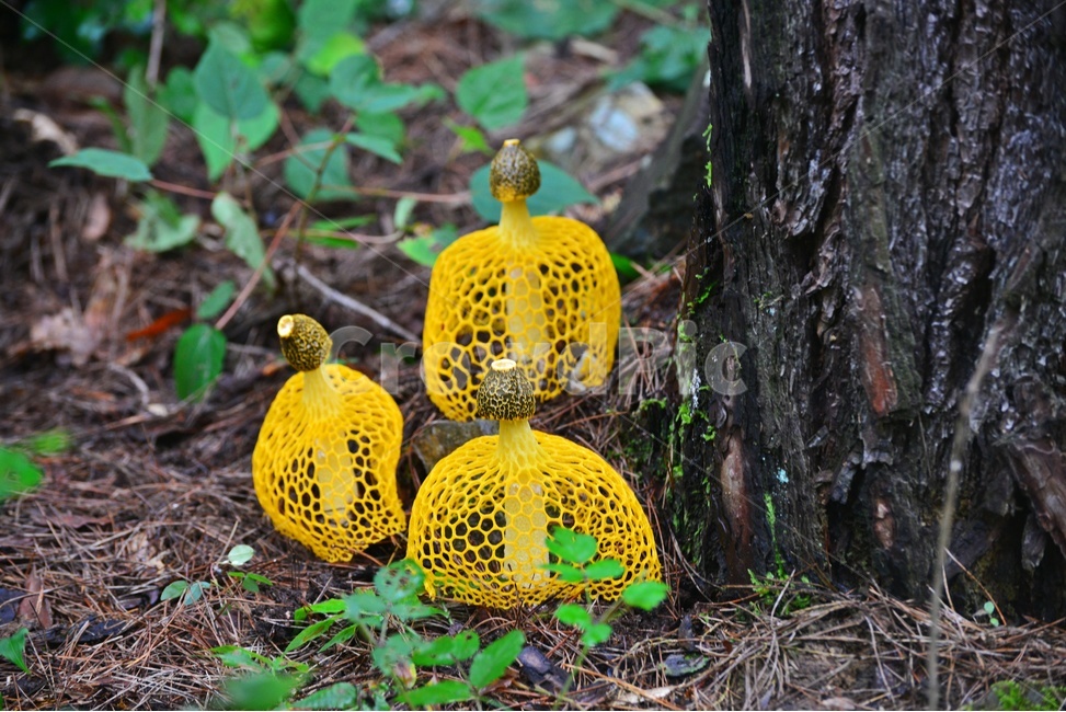 plant,식물,fungus,진균류,버섯,망태,망태버섯,노랑,노랑망태버섯,독버섯,여름,계절,습지,포자,자연,버섯,mushroom