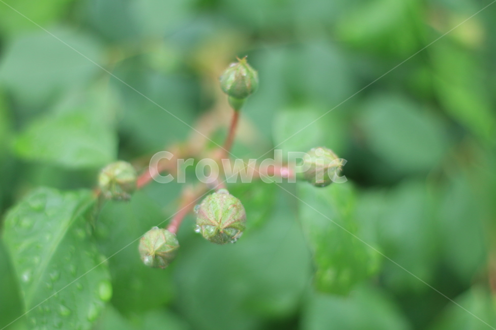 여름,꽃,장미,애증,여왕,식물,자연,plants,nature,꽃,flower