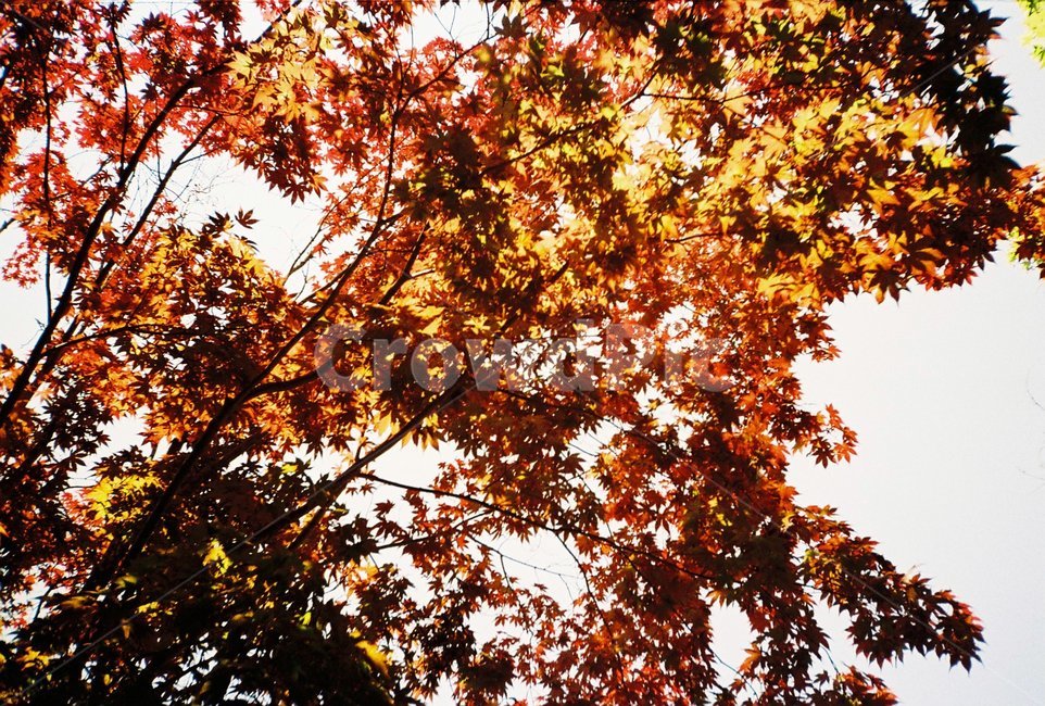 자연,나무,단풍나무,필름사진,붉은색,tree,red,maple,nature