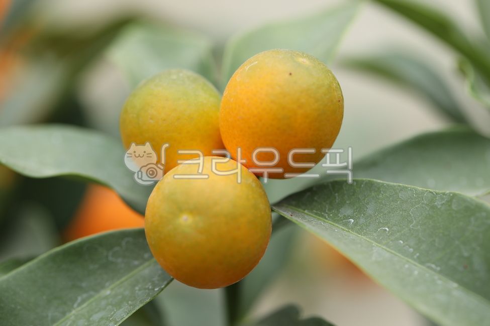 금감,금귤,여을,노란색,노란과일,과일