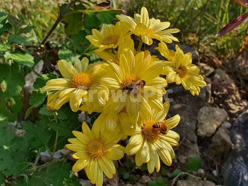 plant,식물,감국,황국,꽃,꿀벌,벌,노란꽃