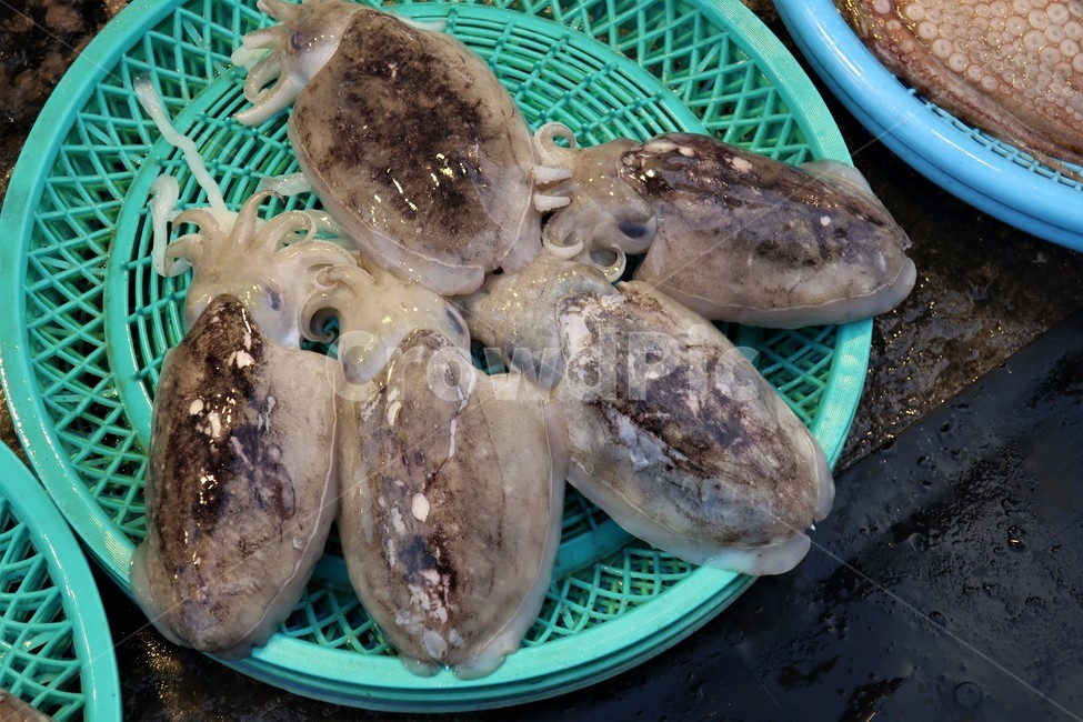 갑오징어,오징어,납작뼈,연체,동물,수산물,오징어류,오징어과,빨판,오징어다리,음식,식재료,요리,food,cook,meal,dishes,food reserves,수산물,해산물,fishery products,seafood