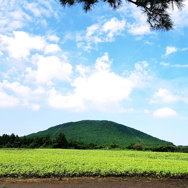 동산,언덕,풀밭,hill,하늘과언덕,자연,풍경,nature,landscape,outdoors,옥외