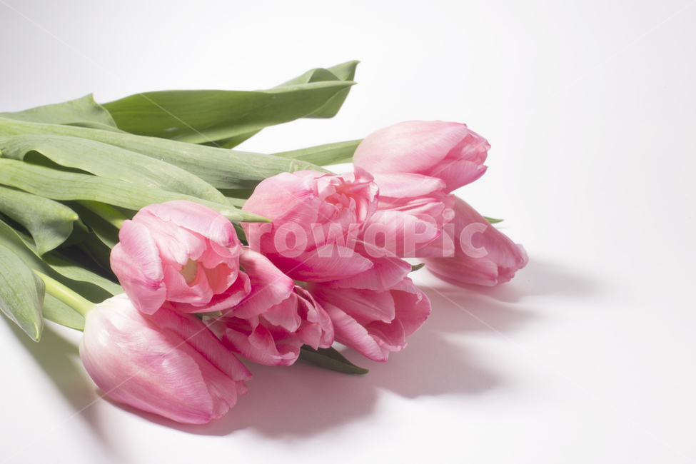 튤립,꽃,핑크색,식물,줄기,잎,식물,자연,plants,nature,꽃,flower