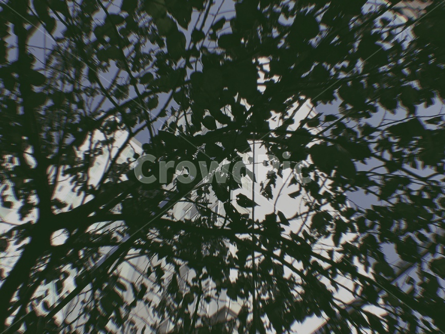 풍경,화창한,앙감,숲속,느낌있는,도심속숲속,식물,자연,plants,nature