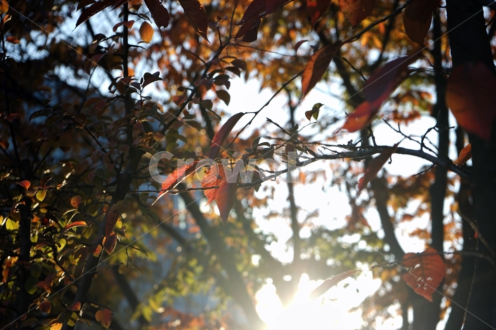 가을,단풍,잎,나무,자연,역광,늦가을,autumn,fall,nature,backlight,leaves,brown,red,sky,가을,계절,fall,autumn,season,plant,식물,leaf,flare,플레어,light,빛,sunlight,햇빛