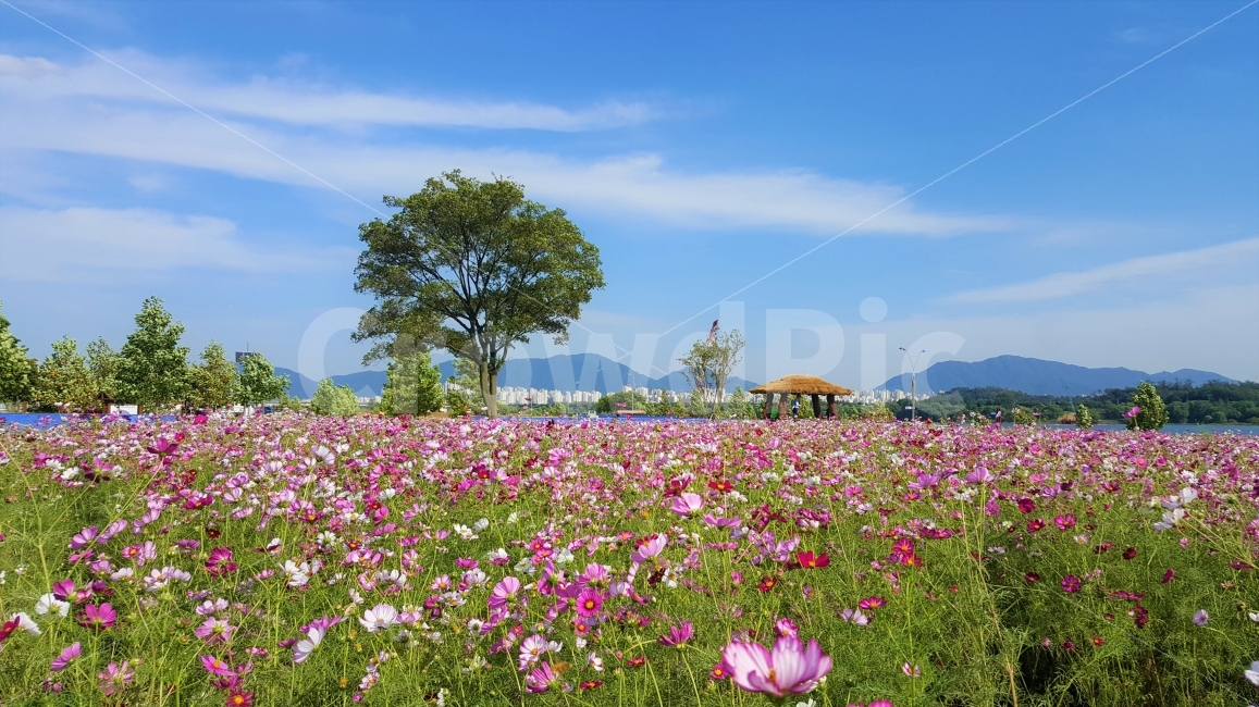 코스모스,cosmos,꽃,풍경,flower,가을,계절,fall,autumn,season,자연,풍경,nature,landscape,한국자연풍경,한국자연경관,korea nature landscape,outdoors,옥외,grassland,목초지,field,들,farm,농장,rural,농촌