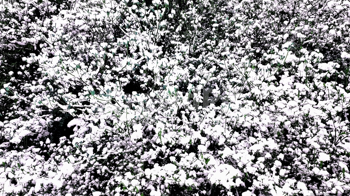 눈,자연,옥외,눈꽃,nature