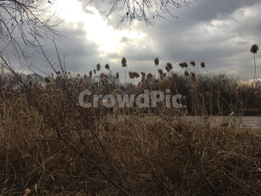 구름,빛,자연,갈색,하늘,햇빛,cloud,brown