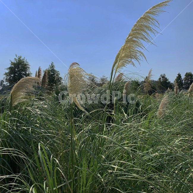 갈대,식물,팜파스,잔디,자연,가을,식물,자연,plants,nature
