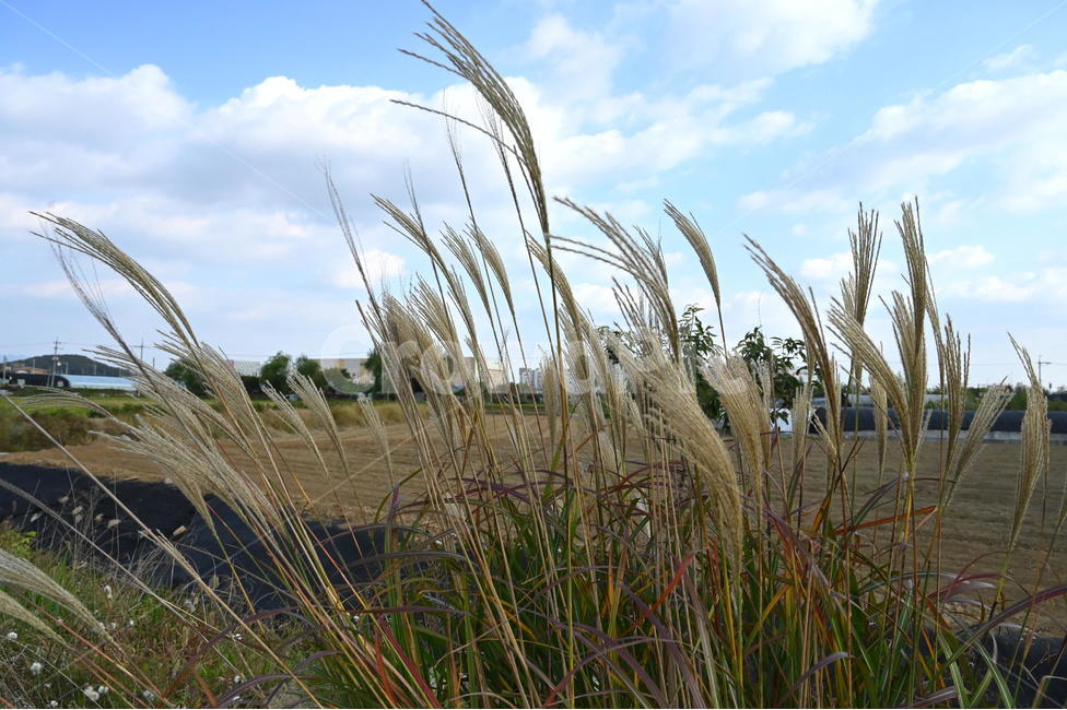 plant,식물,갈대,가을,grass,가을,계절,fall,autumn,season,잔디