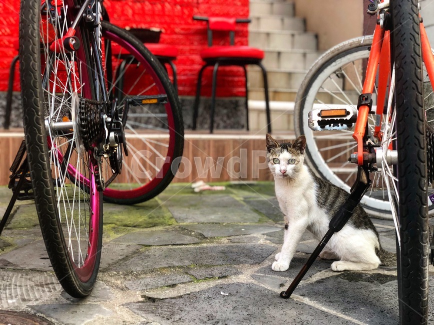 고양이,자전거바퀴,길고양이,animal,cat,코리안숏헤어,street,동물,animal,포유류,mammal,고양이,cat,kitten,kitty
