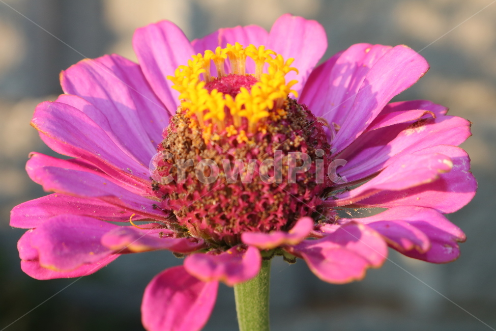 백일홍,자연,자홍색,꽃,접사,식물,자연,plants,nature,꽃,flower