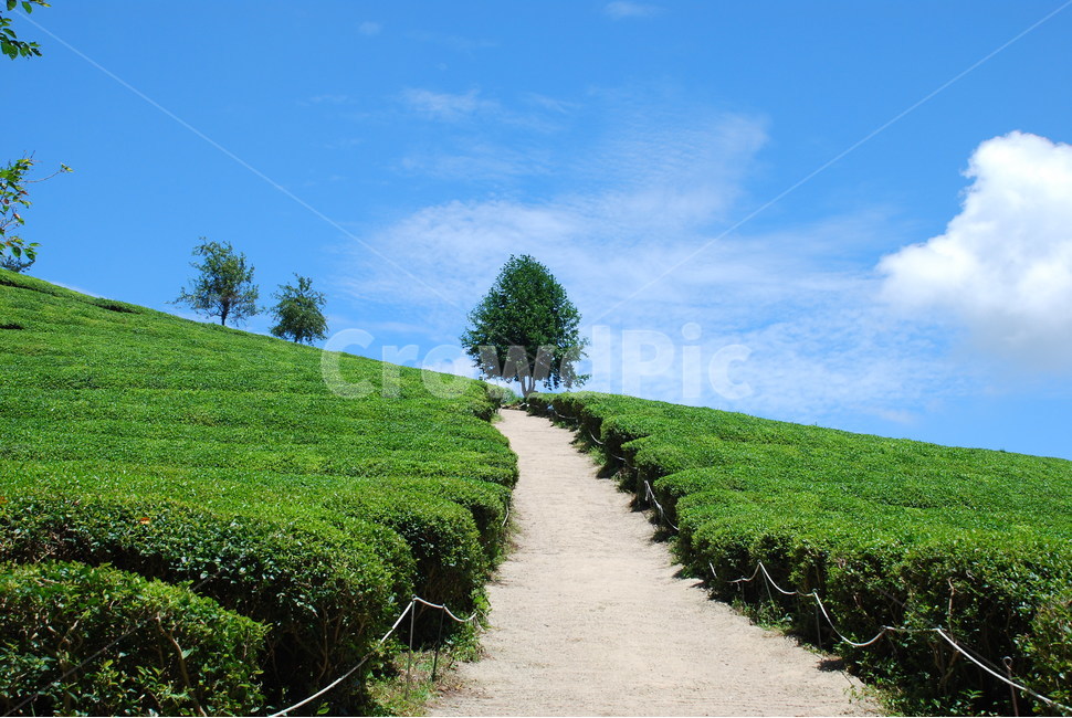 보성녹차밭,녹차밭,푸른들판,고요한풍경,여름녹차밭,자연,풍경,nature,landscape,outdoors,옥외