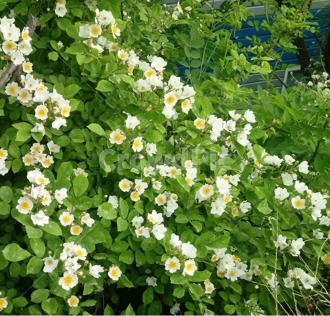 찔레꽃,식물,꽃,multiflorarose,장미과,야장미,들장미