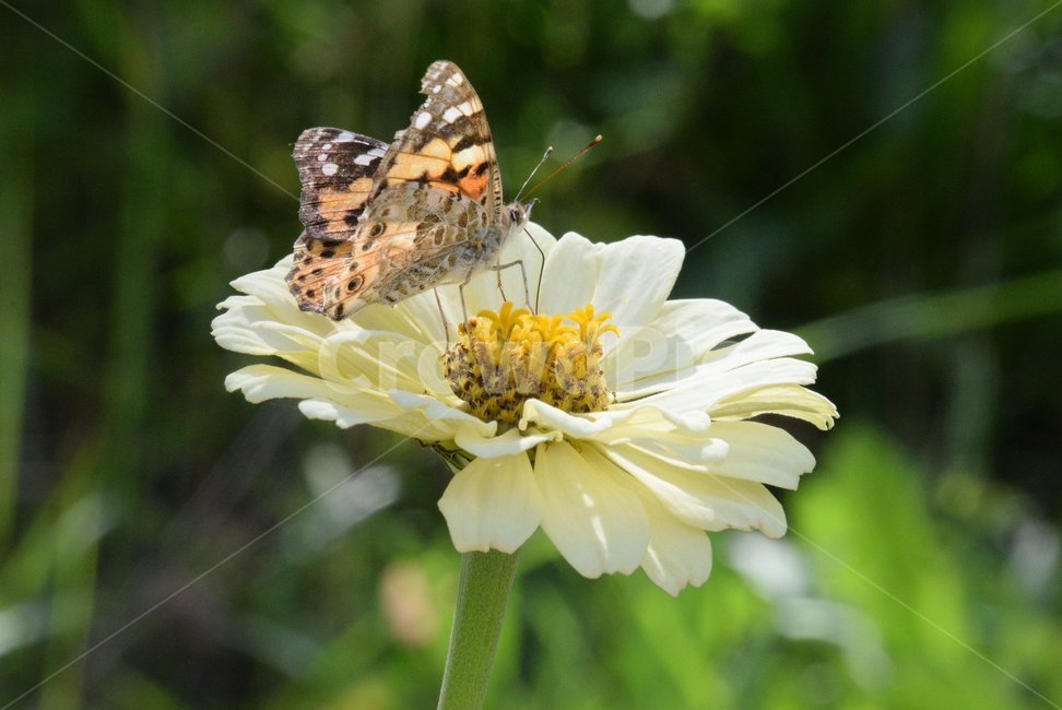 butterflyandflower,nature,mutualhelp,꽃과나비,자연,백일홍,동물,animal,곤충,벌레,insect,bug