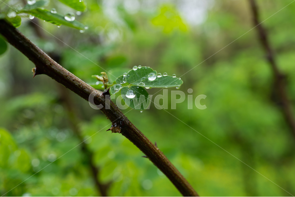 접사,빗망울,rain,나뭇입,나무,식물,자연,plants,nature,비,비오는날,rain,rainy