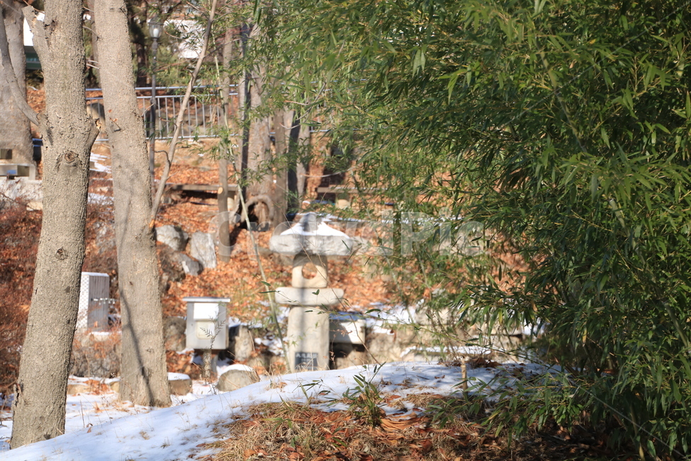 풍경,대나무,겨울,눈,숲,겨울,계절,winter,season,한국전통,한국문화,korean traditional,korean culture
