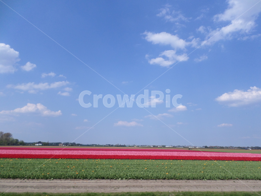 튤립,네덜란드,tulip,flower,color