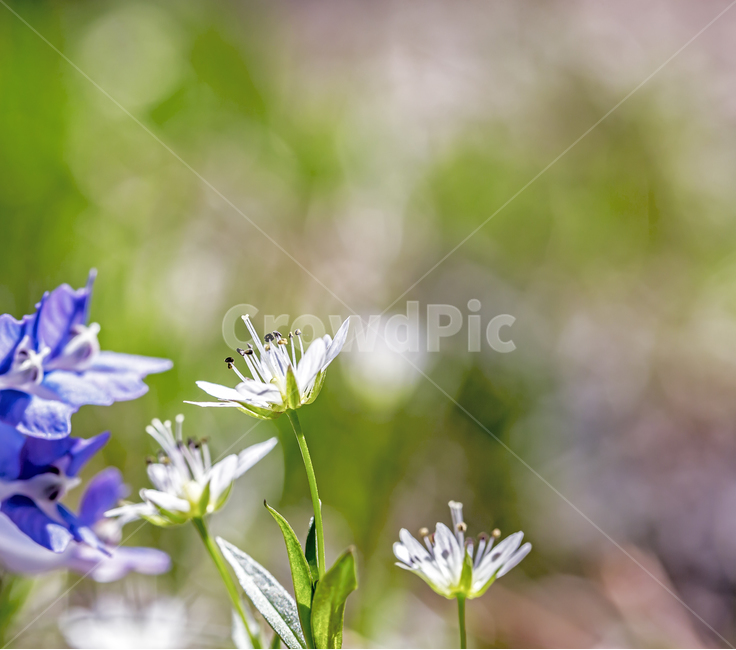 별꽃,봄,야생화,개별꽃,산,들꽃,접사,매크로,클로즈업,식물,자연,생태,꽃,plants,nature,flower,봄,계절,spring,season,식물,자연,plants,nature,꽃,flower,plant
