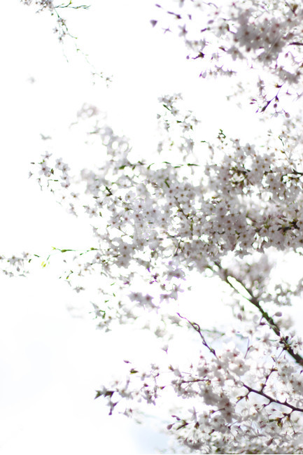 봄,식물,나무,벚꽃,꽃,벛꽃,봄,계절,spring,season,식물,자연,plants,nature,꽃,flower,plant