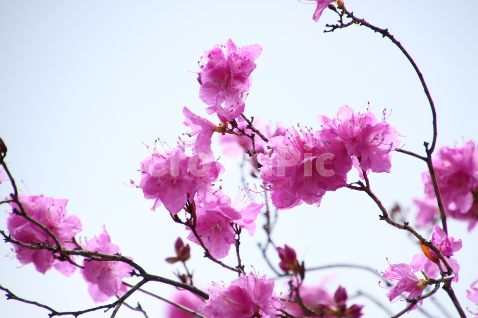 진달래,봄,봄꽃,분홍꽃,꽃잎,꽃,분홍색,분홍,핑크,식물,flower,pinkflower,pink,spring,식물,자연,plants,nature,꽃,flower