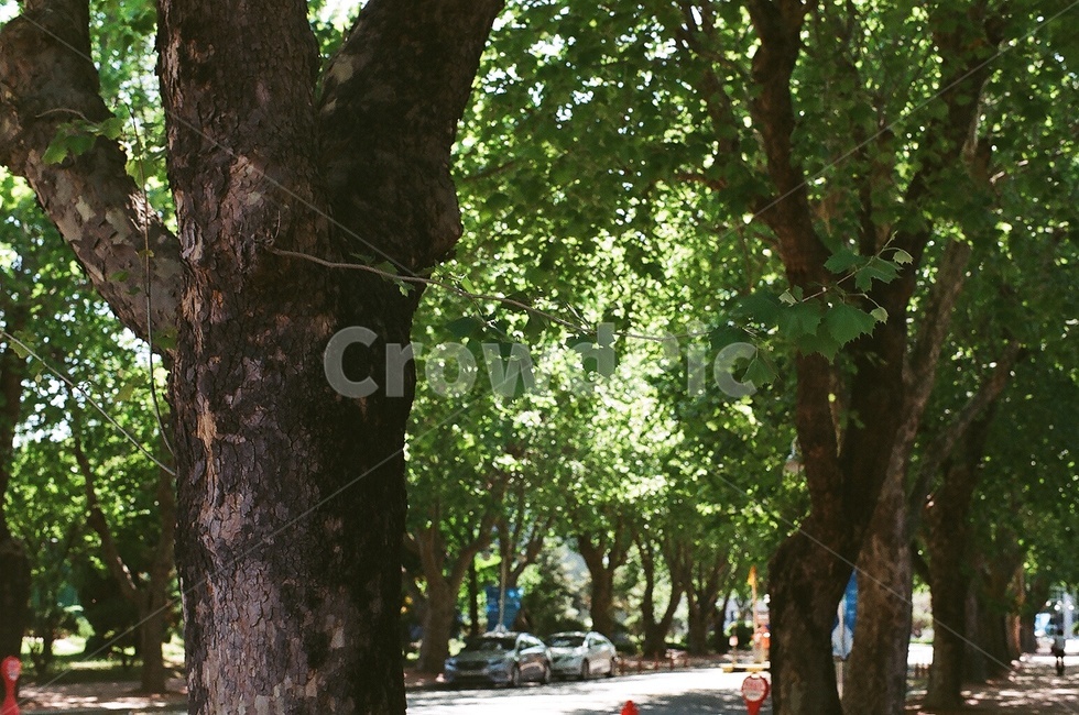 나무,tree,나무줄기,treetrunk,식물,plant,여름,summer,필름,film
