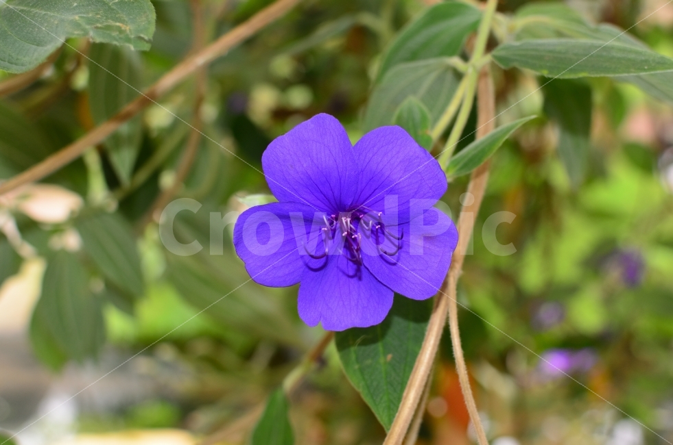 티보치나,보라꽃,이미지,식물원,자연,식물,자연,plants,nature,꽃,flower