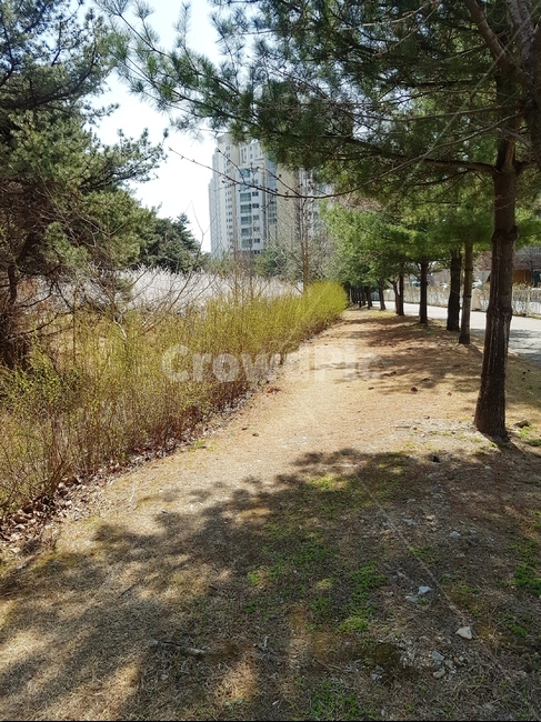 나무,산책로,소나무,꽃나무,하늘,나무길,기울어짐,농원,잔디길,돌길,봄,햇살,고요함,자연,풍경,nature,landscape,ground,바닥,road,도로,dirt road,흙길,gravel,자갈,tree,plant,식물
