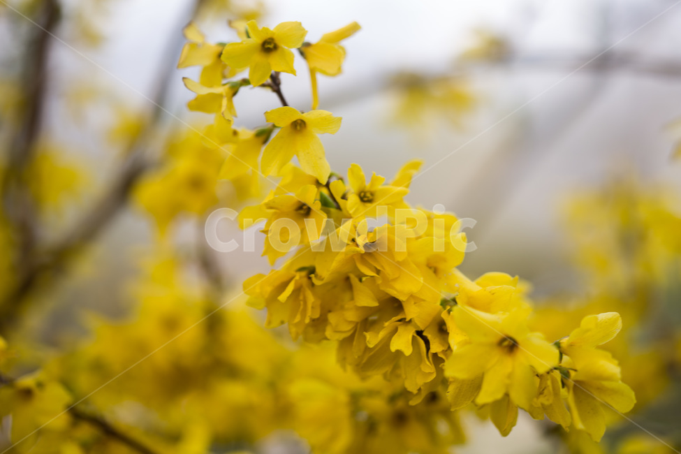 봄,개나리,forsythiain,spring,yellow,warm,flower,꽃,blossom