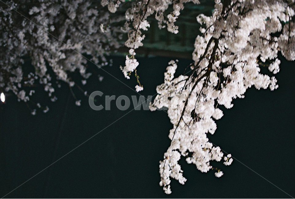 벚꽃,벚꽃야경,필름,필름사진,감성,감성사진,봄,계절,spring,season,야경,밤,풍경,nightscape,night,landscape,식물,자연,plants,nature,꽃,flower,plant,cherry blossom,blossom