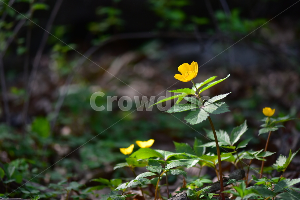피나물,야생화,꽃,생태,식물,자연,산꽃,봄,감성,힐링,플라워,계절,시즌,wild,Flower,plants,nature,spring,season,식물,자연,plants,nature,꽃,flower