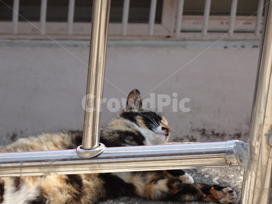 길고양이,카오스,낮잠고양이,고양이낮잠,얼룩고양이,동물,animal,포유류,mammal,고양이,cat,kitten,kitty