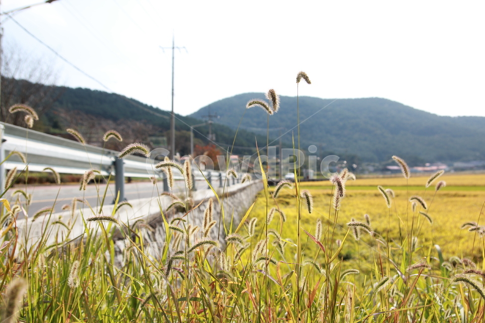 거제도,강아지풀,도로,가을,풍경,식물,자연,plants,nature
