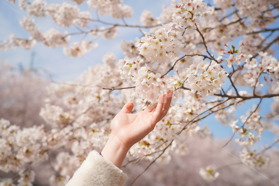 벚꽃,봄꽃,꽃,손,사람,신체일부,계절,자연,식물,사쿠라,감성,flower,nature,cherryblossom,봄,계절,spring,season