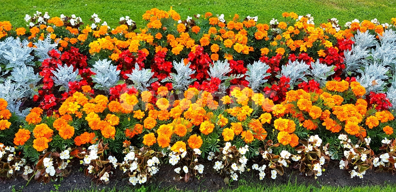 꽃,자연,풀,flower,nature,식물,자연,plants,nature,꽃,flower