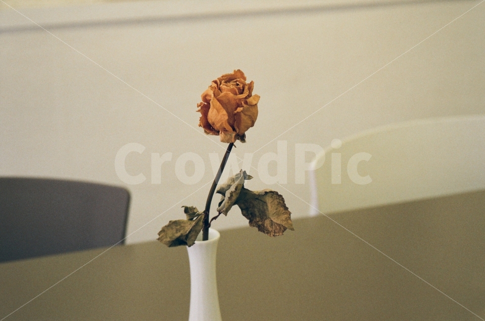 꽃,드라이플라워,카페,꽃병,필름,감성,식물,자연,plants,nature,꽃,flower,인테리어,실내디자인,interior design
