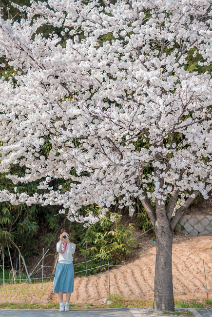 봄,벚꽃,벚꽃나무,봄꽃,봄기운,blossom